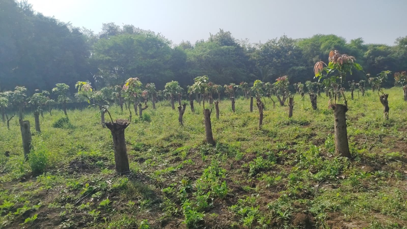 आंबा प्रयोग ( फळ संशोधन केंद्र, हिमायतबाग, छ. संभाजीनगर )